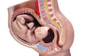 Hoe om te begrijpen Cephalic Fetal posities
