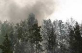 Bosbranden & hun gevolgen voor het milieu