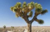 California woestijn dieren & woestijn planten