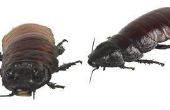 Essentiële oliën die af te weren en te doden van de vlooien, teken, kakkerlakken & Bed Bugs