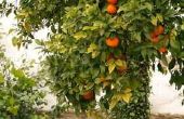 De beste tijd om te planten citrusbomen