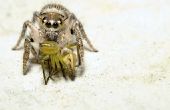 Giftige spinnen in Nederland