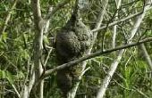 Het behouden van een wesp Nest
