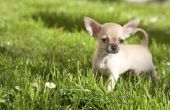 Symptomen van hypoglykemie in Chihuahuas
