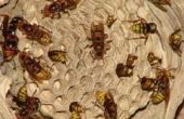 Bee Hive verwijdering Tips