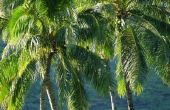 Kenmerken van kokosnoot bomen