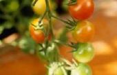 Wat kunt u Tie Up tomatenplanten?