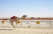 Hoe snel loopt een kameel?