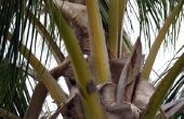 How to Kill schaal op palmbomen