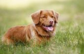 Wat zijn de oorzaken van bloedige diarree bij honden?