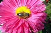 Het gebruik droger vellen om zich te ontdoen van bijen