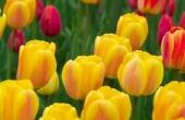 How to Plant tulpen in Florida