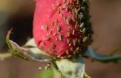 Zelfgemaakte Insecticide te doden Bugs op Rose struiken