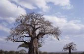 How to Grow een Baobab boom uit een zaad