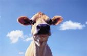 Hoe te voeden Alfalfa hooi aan Jersey koeien