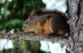 Opknoping van een uil lokvogel verjagen eekhoorns?