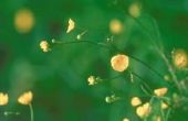 Gele bladeren op een Boterbloem