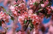 How to Grow een kersenboom in de Amerikaanse staat South Carolina, en Lórien (vala)