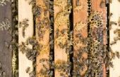Hoe maak je een afgeschermde onder bestuur voor bijenkorven