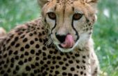 Hoe maak je je eigen volwassen vrouwelijke Cheetah-kostuums
