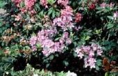 Rododendrons met Winter blad schade
