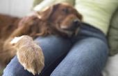 Hoe te identificeren lenig staart syndroom in een hond