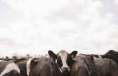 Wat Is nodig voor het opstarten van een vee-Ranch?