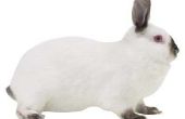 Het afdwingen van een Doe-konijn naar RAS