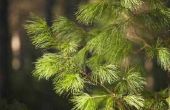 Wat Is een Conifer boom?