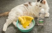Tips voor het baden een huisdier met Palmolive