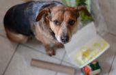 Huis remedie voor boos buik bij honden