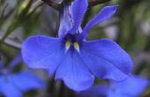 Wanneer zijn blauwe orchideeën in seizoen?