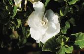Hoe de zorg voor een Gardenia ingegoten Plant