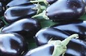 How To Make gezonde aubergine Parmigiana