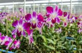 Groeiende orchideeën uit stekken