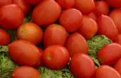 How to Sell tomaten voor winst