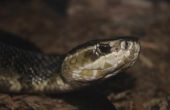 Hoe te identificeren een Whitetongue slang