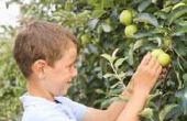Wanneer u fruitbomen voor insecten Spray?