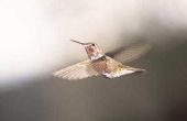 Wanneer voor het blussen van Hummingbird Feeders in Zuid-Carolina?