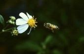 Wat zijn de oorzaken van de honingbij uitsterven?