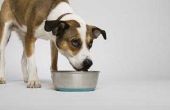 Hoe maak je saai hondenvoer voor zieke honden
