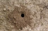 Hoe lang duurt Terro mier aas te doden de mieren?