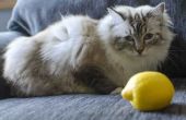 Hoe citroen neusspray gebruikt om te doden van de vlooien op katten