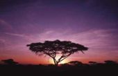 Is een zoete Acacia boom goed voor landschapsarchitectuur?