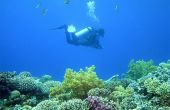 Waarom zijn koraalriffen belangrijk?