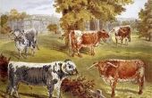 How to Paint koeien & vee