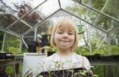 Plant classificatie voor Kids