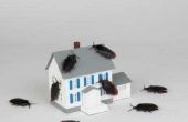 Het gebruik van een ShopVac klap Borax of boorzuur in Crawlspaces te doden van kakkerlakken