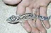 Hoe te Luipaard gekko's fokken