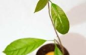 Hoe te beginnen een Avocado planten uit zaden